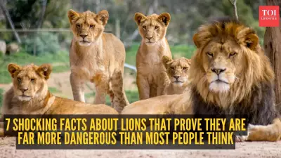 7 Shocking Lion Facts That Prove They Are Far More Dangerous Than You Think