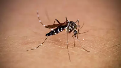 85% Mosquito Repellent Agarbattis Unregulated, Doctors Warn of Health Risks
