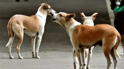 Activists Concerned Over SC Ruling on Euthanasia of Dangerous Stray Dogs