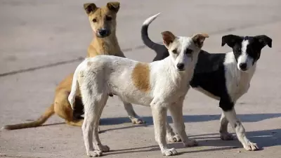Activists Divided Over Success of Animal Birth Control Drive in Bengaluru