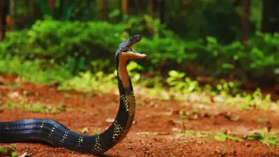 Agumbe: Discover Karnataka's Cobra Capital and Rainforest Paradise