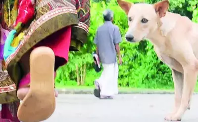 Ahmedabad Captures Over 100 Stray Dogs Amid Supreme Court Directive