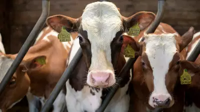 Ajmer Sharif Cleric Demands National Animal Status for Cow, Ban on Slaughter and Export
