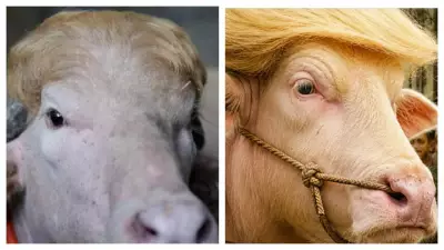 Albino Buffalo Named 'Donald Trump' to Be Sacrificed During Eid al-Adha