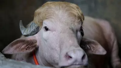 Albino Buffalo Nicknamed 'Donald Trump' Spared from Sacrifice in Bangladesh