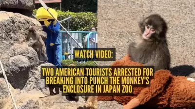 American Duo Arrested After Entering Beloved Monkey Punch's Enclosure at Japanese Zoo