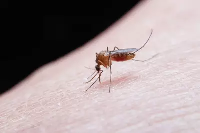 Amritsar Health Department Urges Residents to Prevent Mosquito Breeding