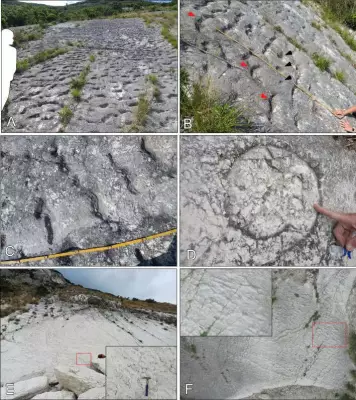 Ancient Sea Turtle Stampede Found by Climbers in Italy's Apennine Mountains