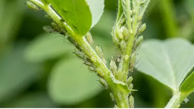 Aphids: Born Pregnant with Telescoping Generations Explained