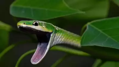 Arboreal Snakes: 7 Species That Spend Their Lives in Trees