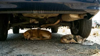 As Delhi Swelters, Dehydrated Birds Fall from Skies, Street Animals Battle Heat Distress