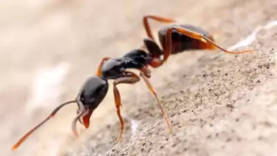 Asian Needle Ants Spreading in US: Risks and Prevention Tips
