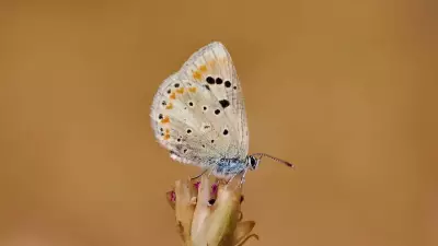 Atlas Blue Butterfly Holds Record for Most Chromosomes in Animals