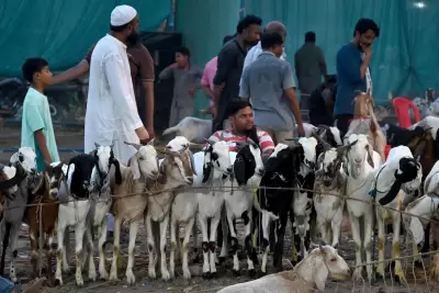 Bakra Mandis in Lucknow See Surge in Footfall Ahead of Bakrid with Premium Goat Breeds