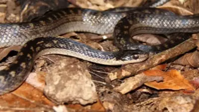 Balcony Plants That Secretly Attract Snakes, Mosquitoes, and Pests