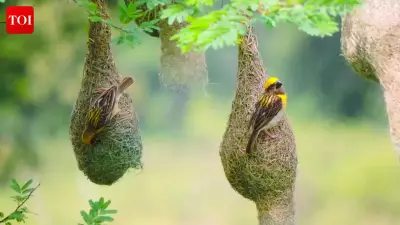 Baya Weaver Bird's Nest Proves Darwin's Natural Selection Theory