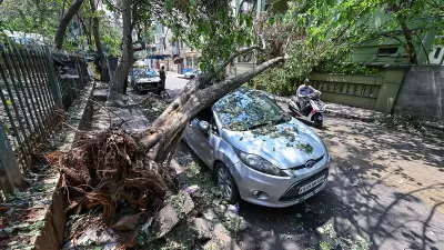 Bengaluru GBA Urges Citizens to Remove Dangerous Trees Before Monsoon