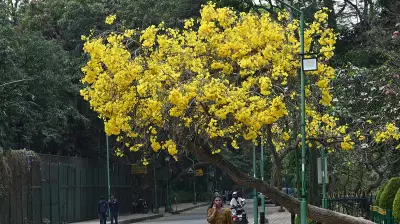 Bengaluru's Green Spaces Suffer from Neglect and Rapid Urbanization