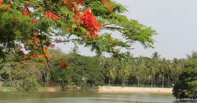 Bengaluru's Patience for Leaves Wanes as Summers Intensify