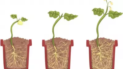Best Pots for Plants: Terracotta vs Cement vs Plastic – Which One Wins?