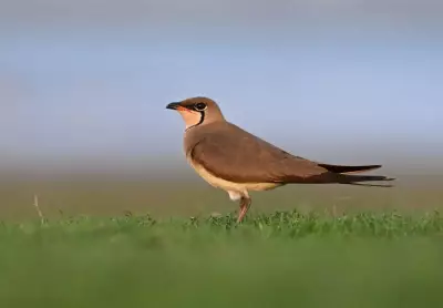 Bhigwan Wetlands Thrive as Summer Heat Boosts Bird Activity