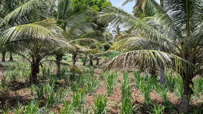 Bidadi Township Land Acquisition Threatens Small Farmers' Livelihoods
