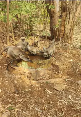 Bidar Youths Place Water Containers in Forests for Wildlife This Summer