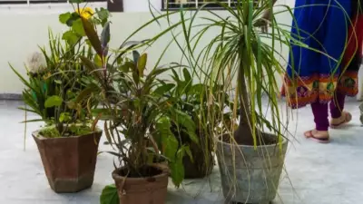 Biggest Mistakes Indians Make When Starting a Terrace Garden