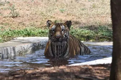 Binkadakatti Zoo in Gadag Takes Measures to Protect Animals from Heat Stroke