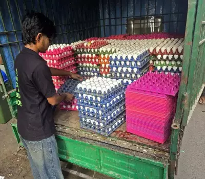 Bird Flu Outbreak Halts Egg Supply from Navapur to Surat