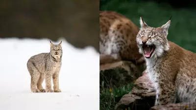 Bobcat vs Lynx: Key Differences Between These Similar Wild Cats