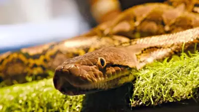 British Columbia's Most Snake-Filled Lakes and Rivers Revealed