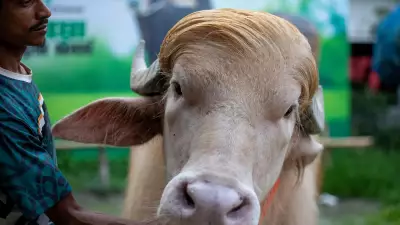 Buffalo Weighing 700 Kg Saved from Sacrifice in Bangladesh