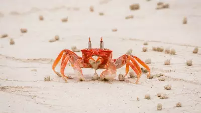 Carcinisation: Why Animals Keep Evolving Into Crabs But Sideways Walking Evolved Only Once