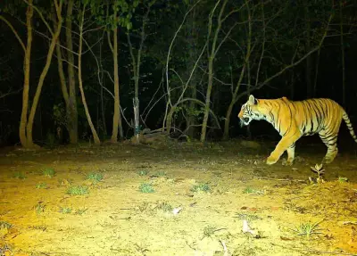 Chhattisgarh Tiger Poaching Plot Foiled: Seven Arrested for Poisoning Stream