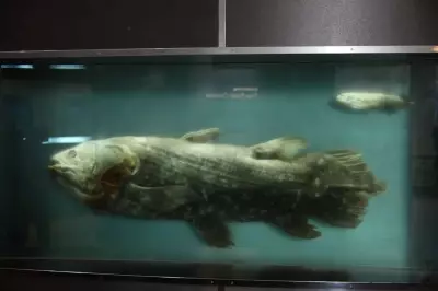 Coelacanth Discovery: Living Fossil Rewrites Evolution History