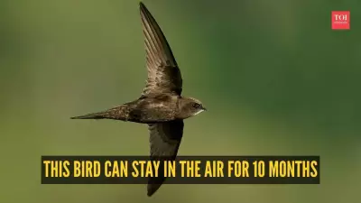 Common Swift: The Bird That Flies for 10 Months Without Landing