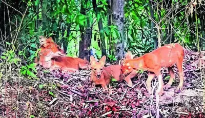 Conservation milestone: Dhole pups spotted in Debrigarh sanctuary