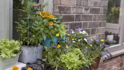 Container Gardening UK: 7 Best Vegetables to Grow in Pots at Home
