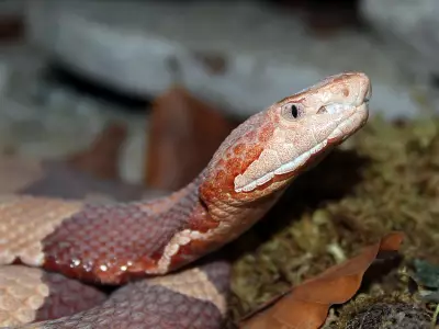 Copperhead Snakes: Masters of Camouflage and Misunderstood Neighbors