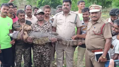 Crocodile Rescued from Agricultural Well in Dharmapuri District
