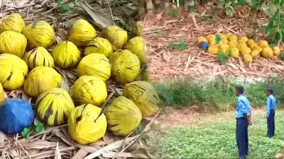 Crude Bombs Found in West Bengal's Birbhum Village, Area Cordoned Off