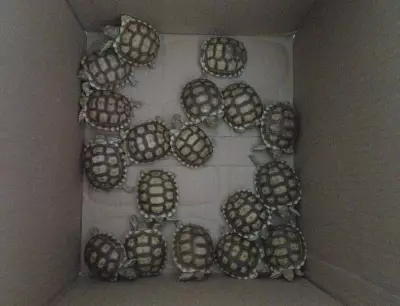 Customs Seize 47 Live Exotic Animals at Bengaluru Airport from Bangkok Passenger