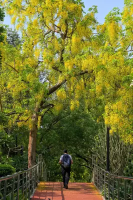 Delhi's Amaltas Trees Brighten Summer with Golden Blooms