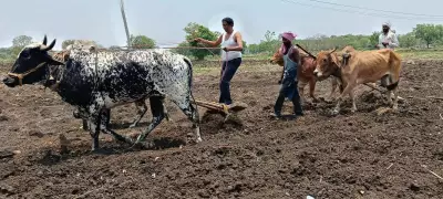 Diesel Shortage Forces Marathwada Farmers Back to Oxen Ploughing