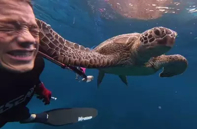 Diver Shares Underwater Wild Encounter: 'I Got Slapped by a Turtle'