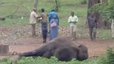 Dubare Tragedy: Elephant Marthanda Dies, Mahout Grief-Stricken