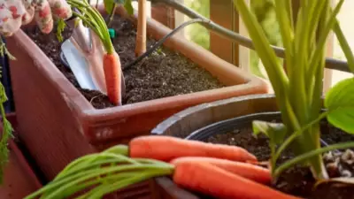 Easy Balcony Vegetables: Grow Fresh Produce at Home Guide