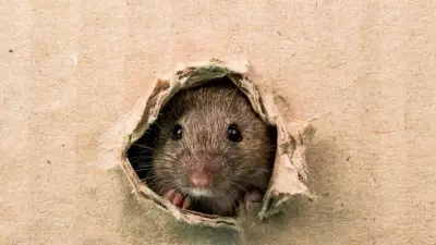 Effective Natural Tips for a Rodent-Free Backyard