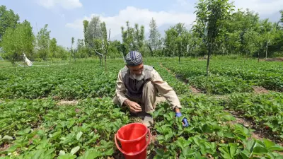 El Niño Years Hit Key Kharif Crops, Study Shows Over 10% Yield Loss in Vulnerable Districts